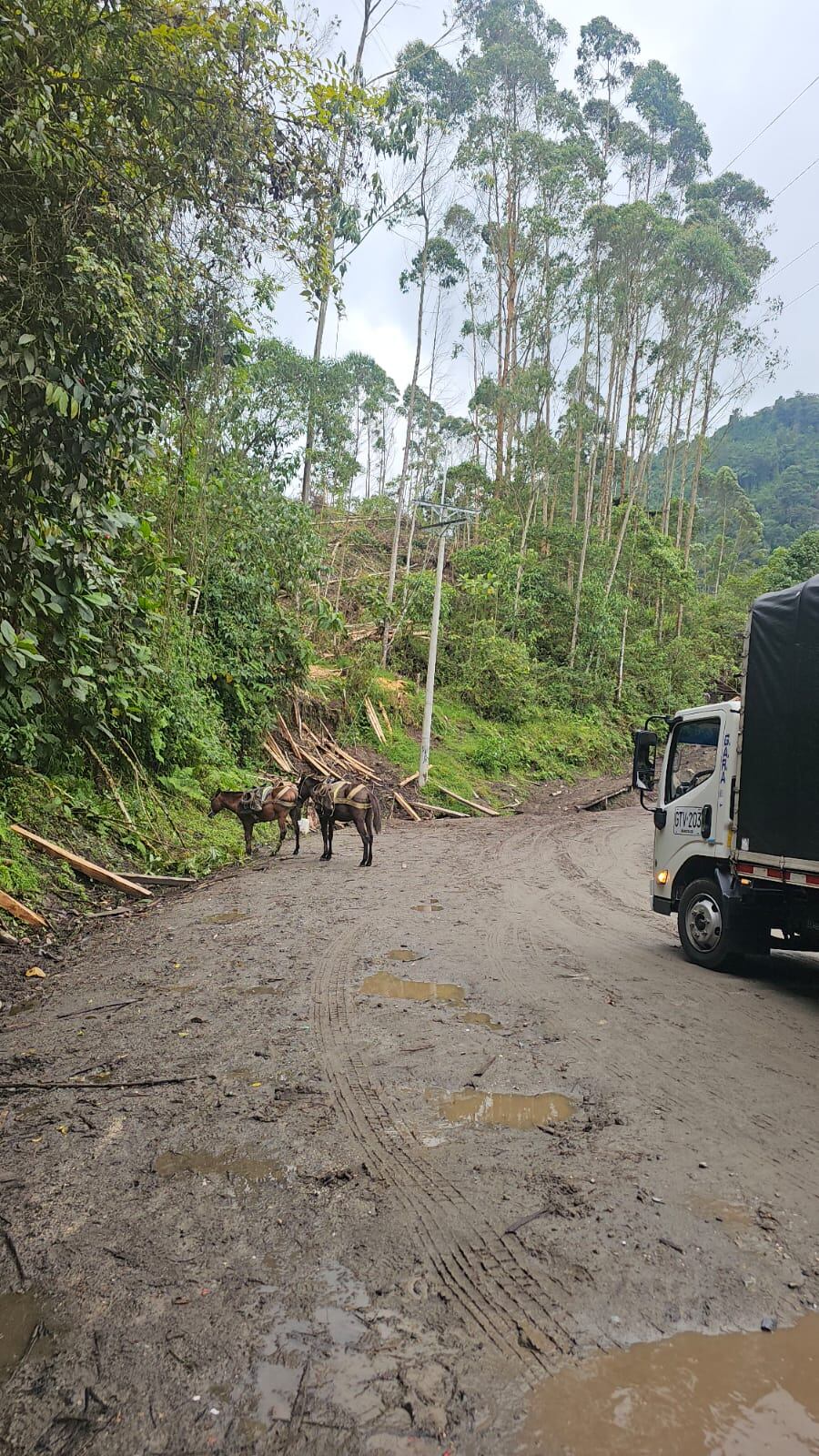 Foto suministrada/ denuncia por presunto maltrato animal