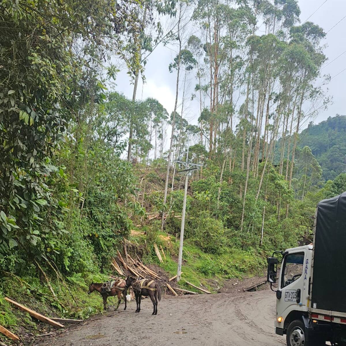 “ Necesitamos más acciones para esclarecer la muerte de un equino” : Líder animalista de Manizales