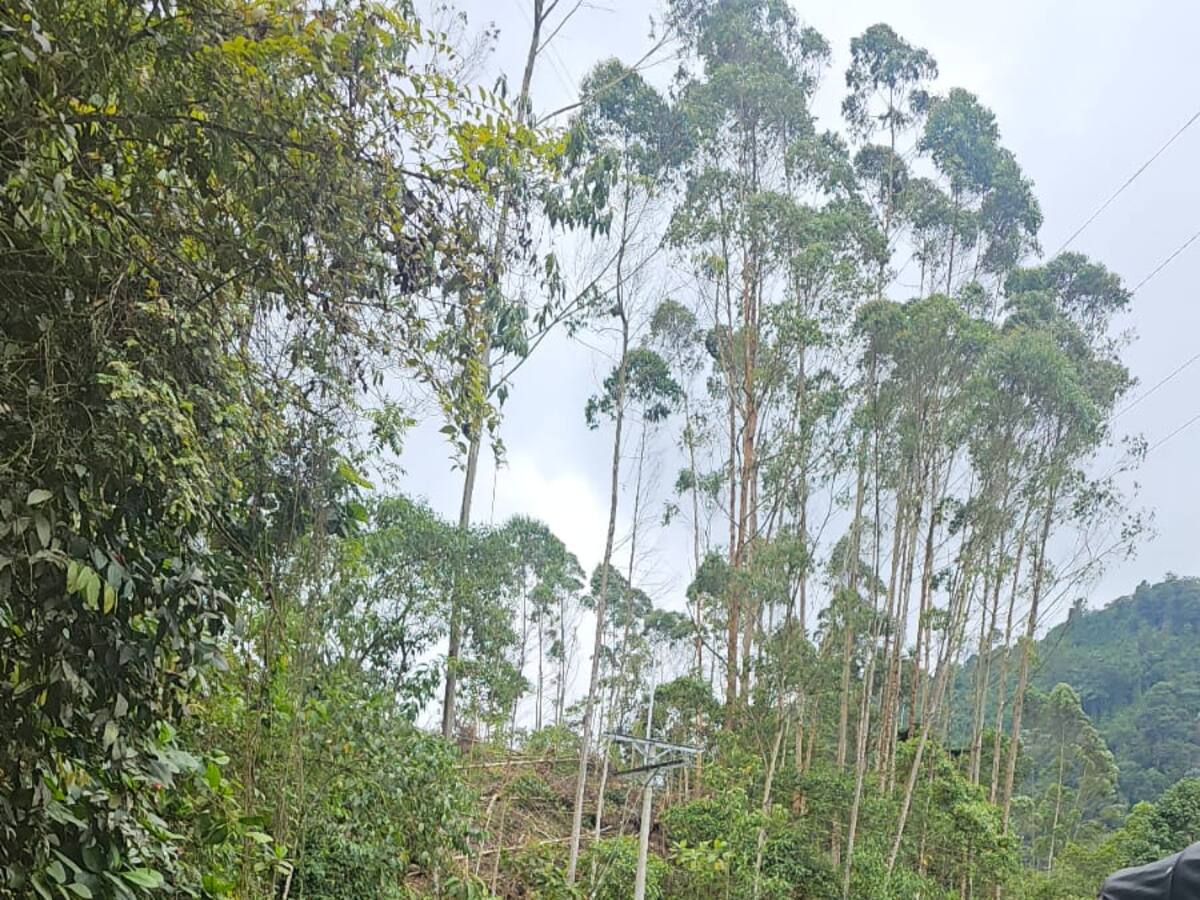 “ Necesitamos más acciones para esclarecer la muerte de un equino” : Líder animalista de Manizales