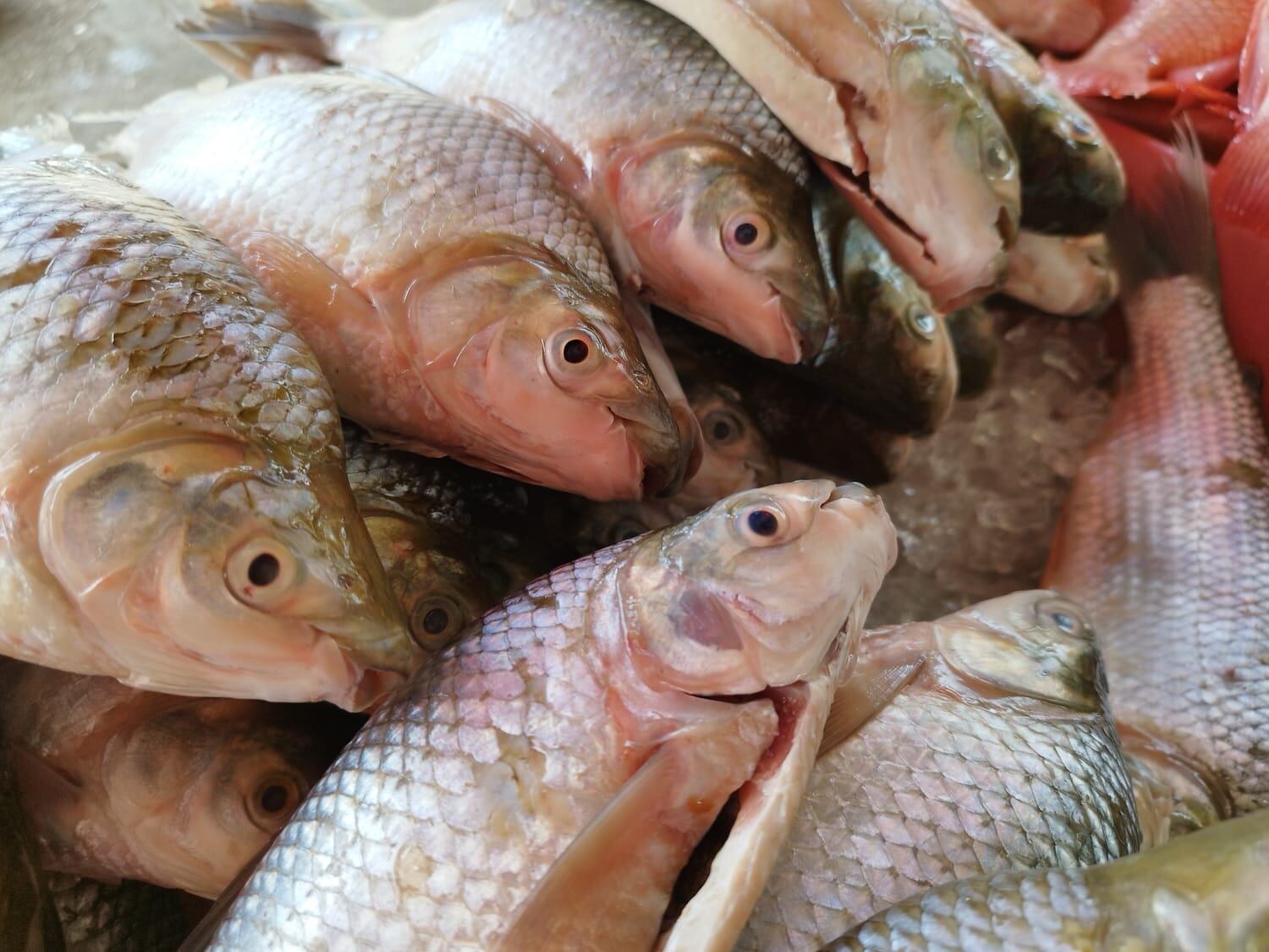 El consumo per cápita de Pescado en Colombia durante 2022 fue de 9,5 Kg