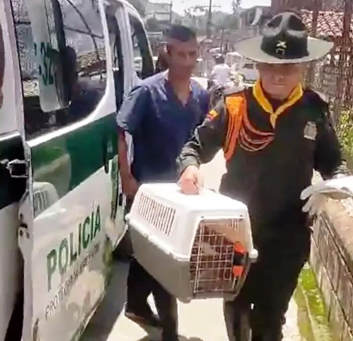 Gatica rescatada por maltrato animal en La Estrella- foto alcaldía