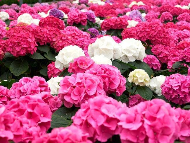 “Esta producción tan voluminosa para el departamento generamos más de 1000 empleos directos", secretaria de Desarrollo Económico, Elina Ulloa.