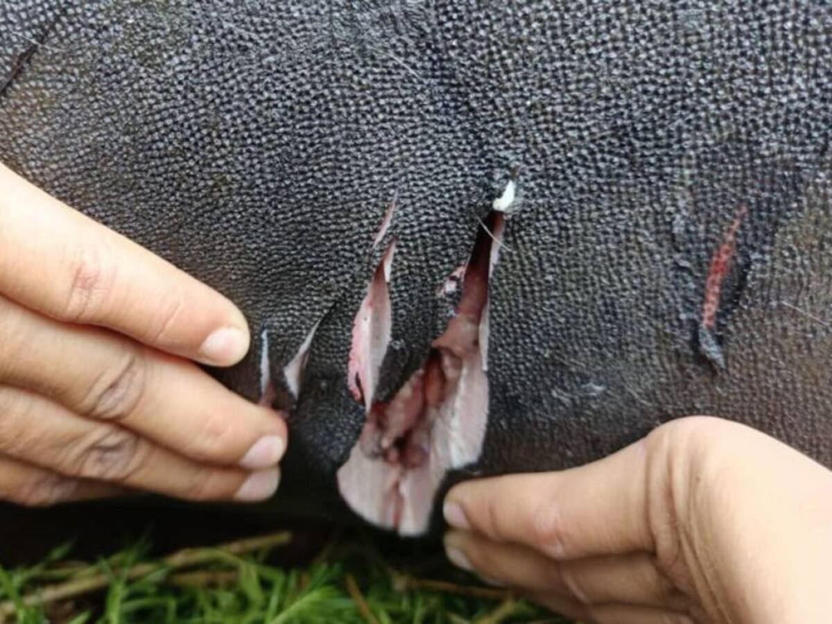 Inician en Santa Marta la investigación por la muerte de la manatí Julieta