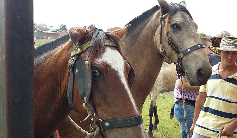El Tribunal Administrativo del Tolima ordenó suspender la cabalgata sanjuanera