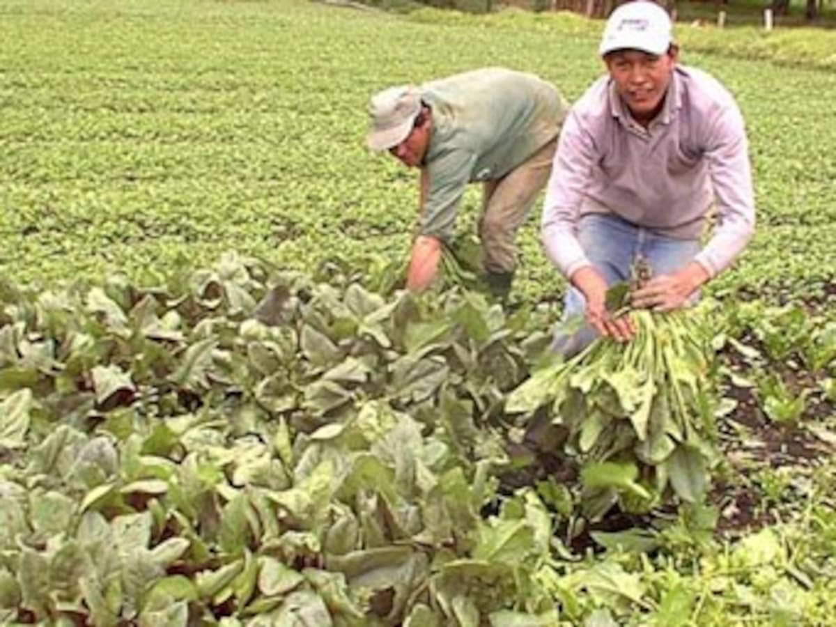 En noviembre se conocerán resultados del censo agropecuario