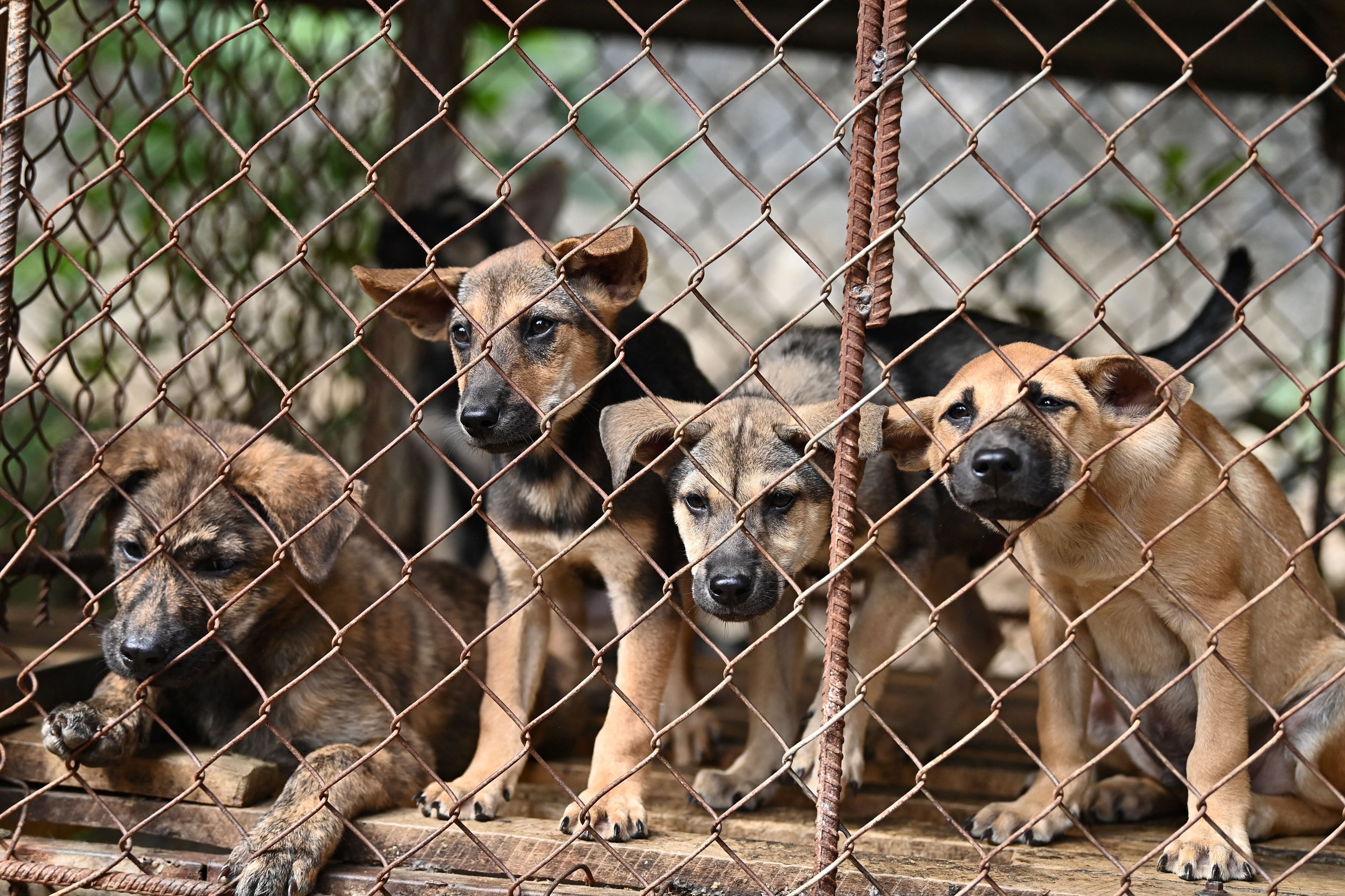 Cría de perros. 
(Photo by NHAC NGUYEN/AFP via Getty Images)