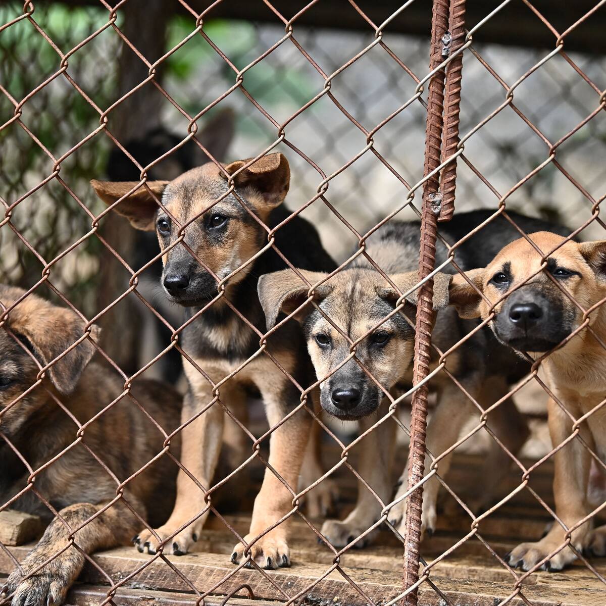 Corea del Sur prohíbe consumo humano de carne de perro desde 2027