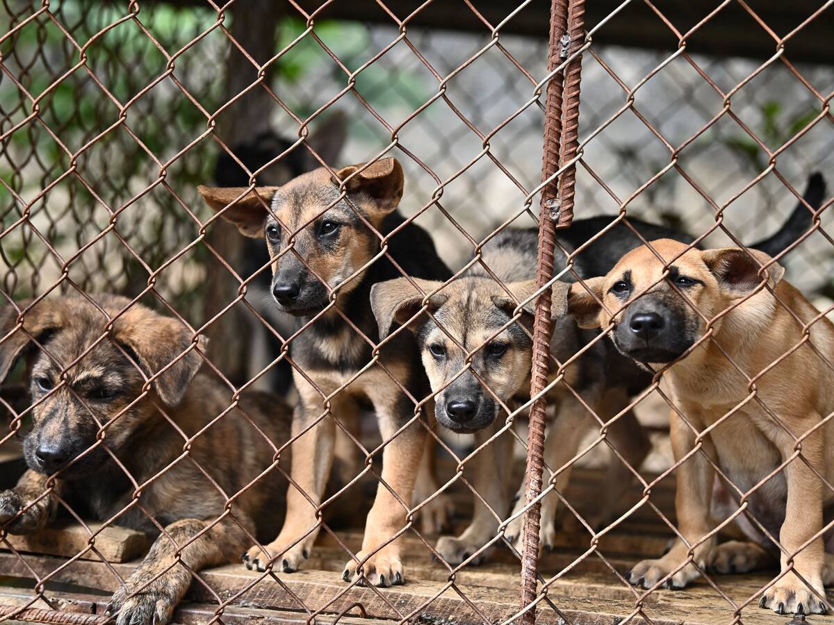 Corea del Sur prohíbe consumo humano de carne de perro desde 2027