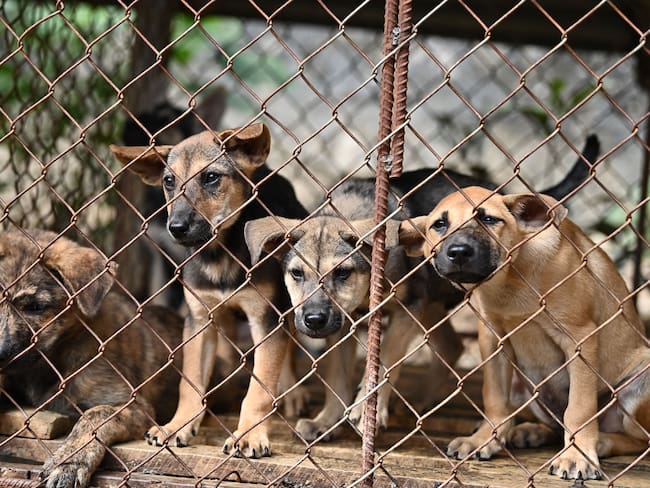 Cría de perros. 
(Photo by NHAC NGUYEN/AFP via Getty Images)
