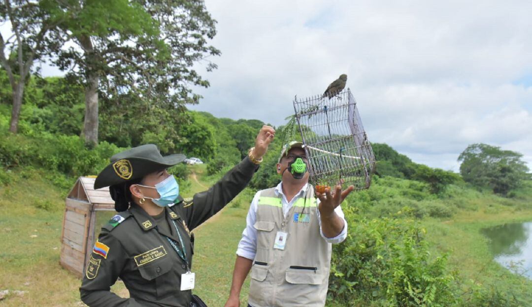 Canarios, pirras, meriños, tumba yeguas, fueron algunas de las especies liberadas