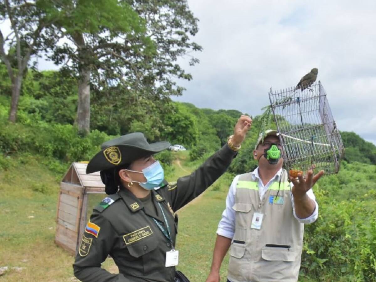 Más de 75 aves silvestres fueron liberadas por la Policía en Cartagena
