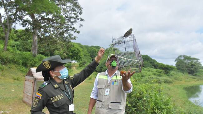 Canarios, pirras, meriños, tumba yeguas, fueron algunas de las especies liberadas