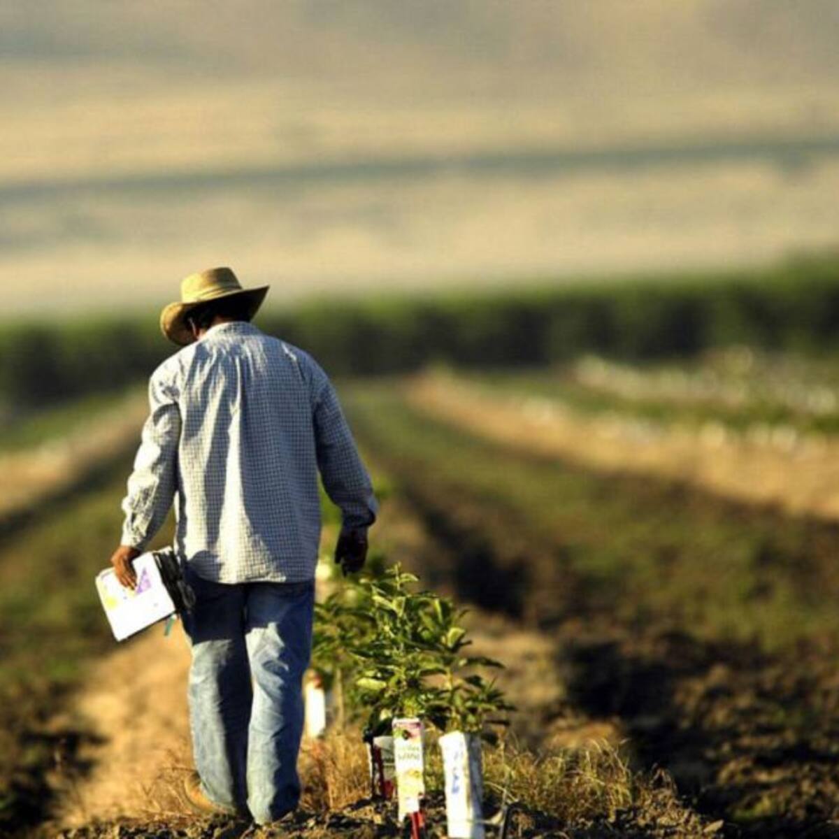 Actividad agropecuaria sigue en aumento pese a la pandemia por COVID-19