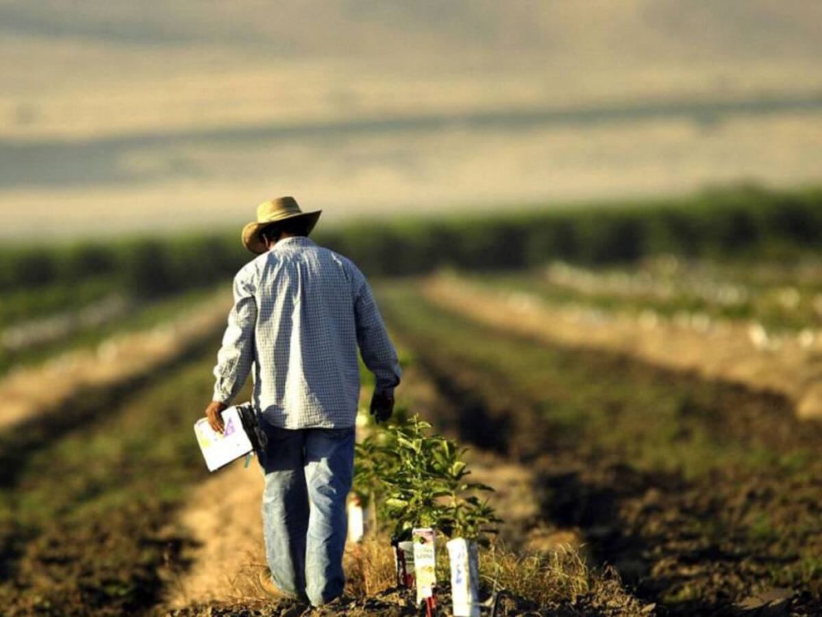 Actividad agropecuaria sigue en aumento pese a la pandemia por COVID-19