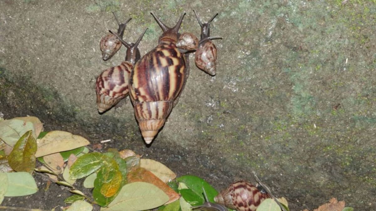 Médicos advierten los riesgos a la salud del contacto con caracol africano