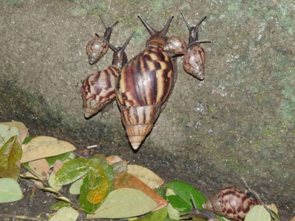 Médicos advierten los riesgos a la salud del contacto con caracol africano