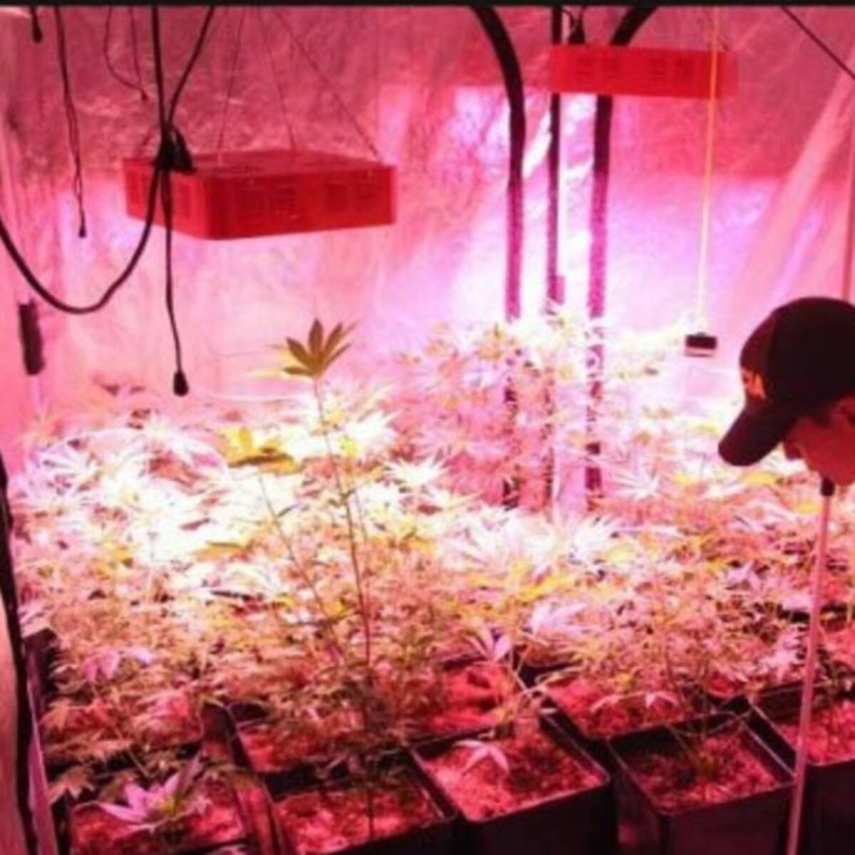 Hallan más de 20 mil gramos de marihuana investigando un asesinato en Tunja