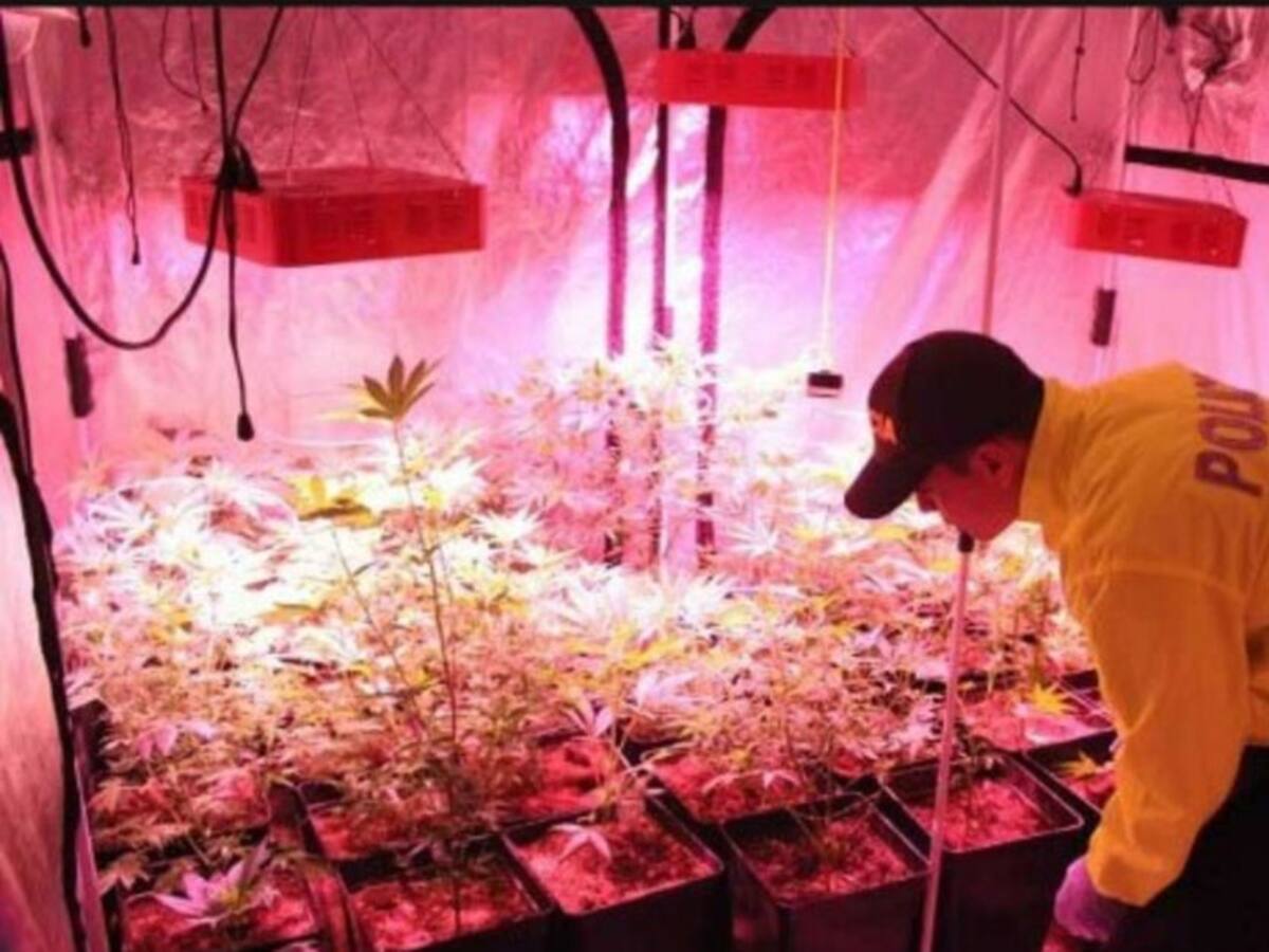 Hallan más de 20 mil gramos de marihuana investigando un asesinato en Tunja