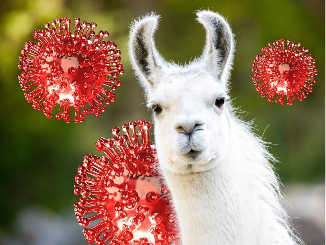 Anticuerpos de Llama para tratar Coronavirus