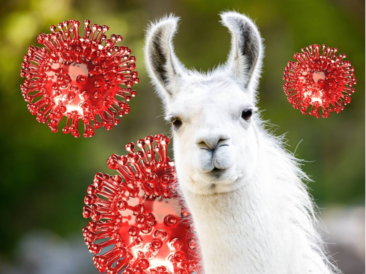 Los anticuerpos de las llamas serían la solución contra los coronavirus: esto descubrieron