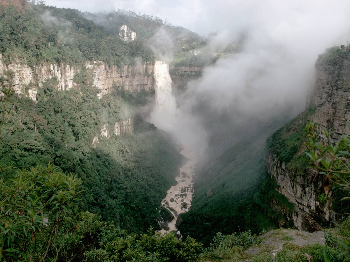 Especies del bosque de Niebla del Tequendama que están en riesgo por megaobra de energía
