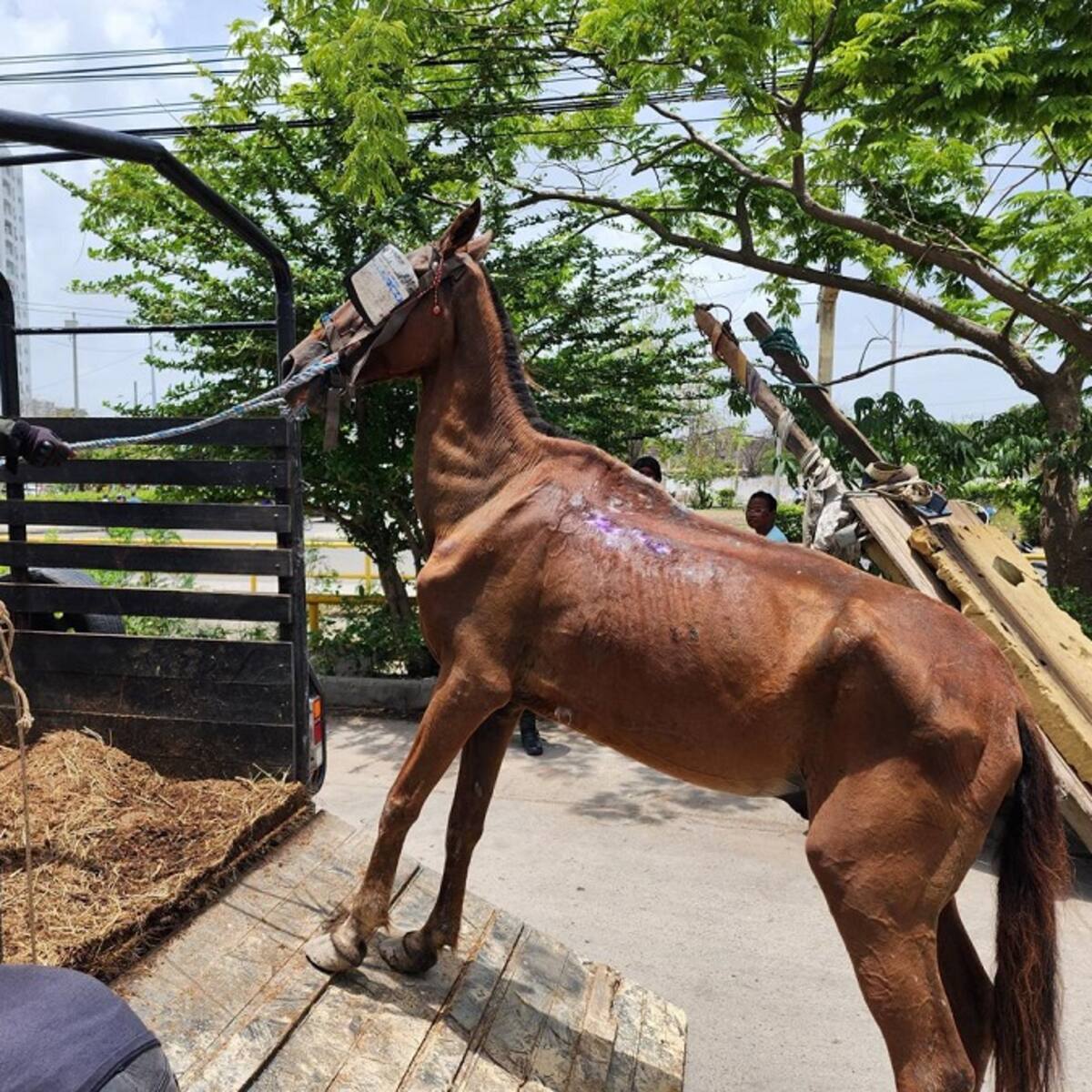 Realizaron aprehensión de un caballo que presenta mal estado de salud en Cartagena