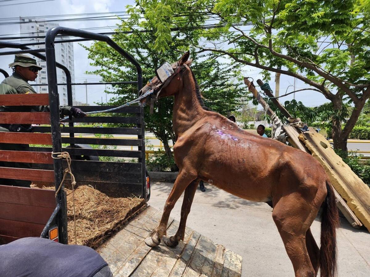 Realizaron aprehensión de un caballo que presenta mal estado de salud en Cartagena