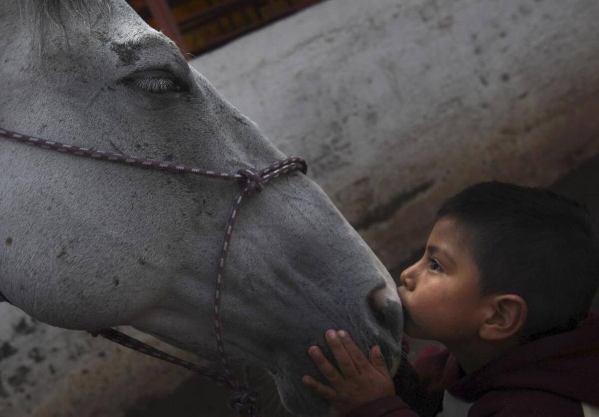 26 de agosto 2014. Un paciente de 4 años de edad, Saúl Valverde besa Andariego, un caballo veterano de 19 años de edad, que se retiró de la "charrería" para dedicarse a las terapias.