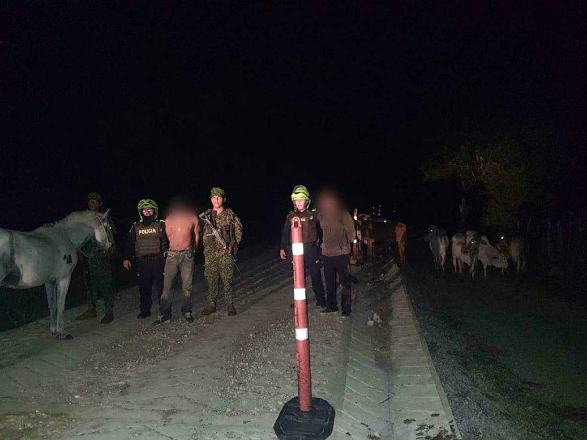 Policía descubre a dos hombres robando 12 toros en una finca de El Guamo, Bolívar