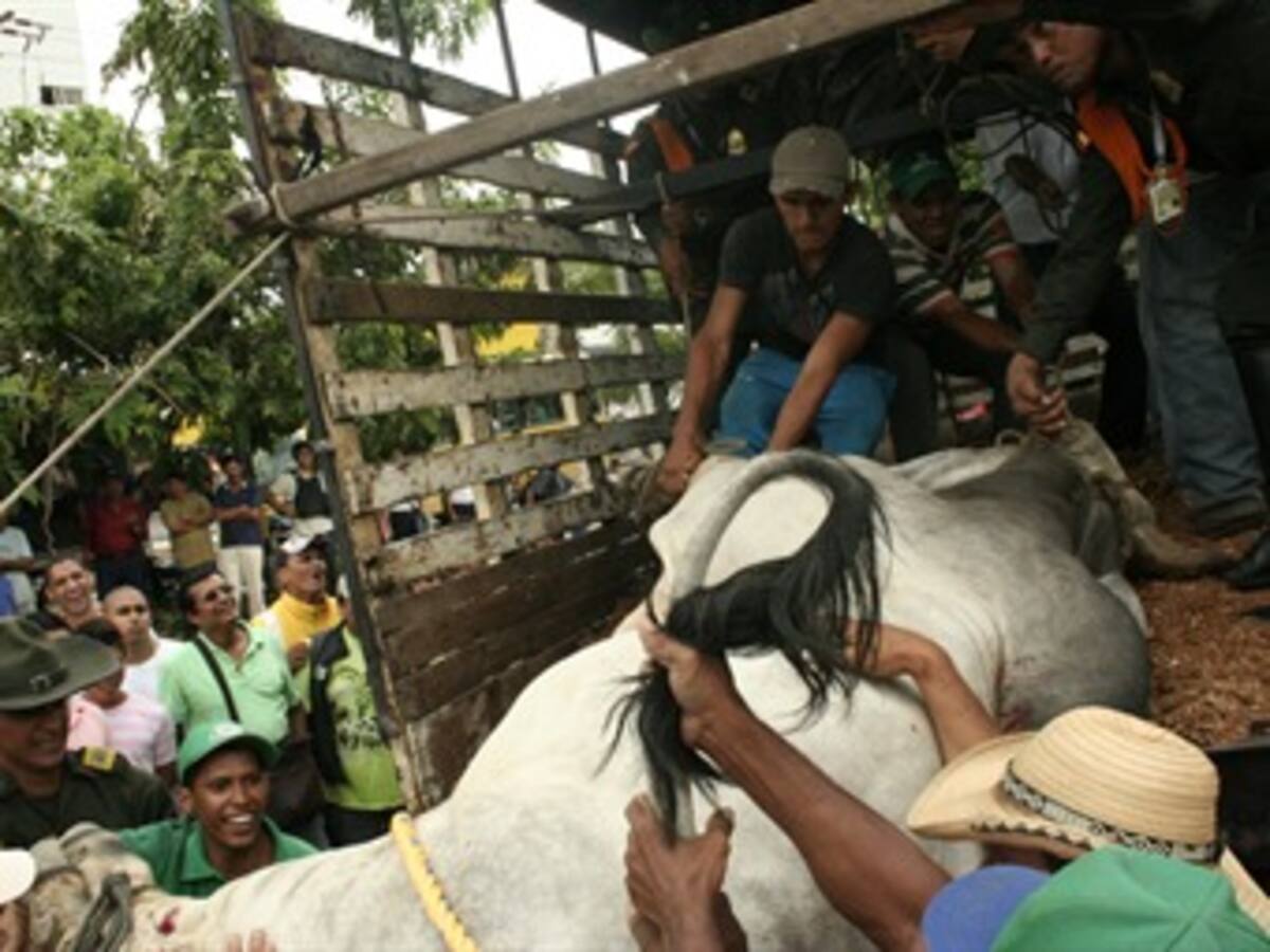 Toro bravo genera pánico y caos en sector céntrico de Montería