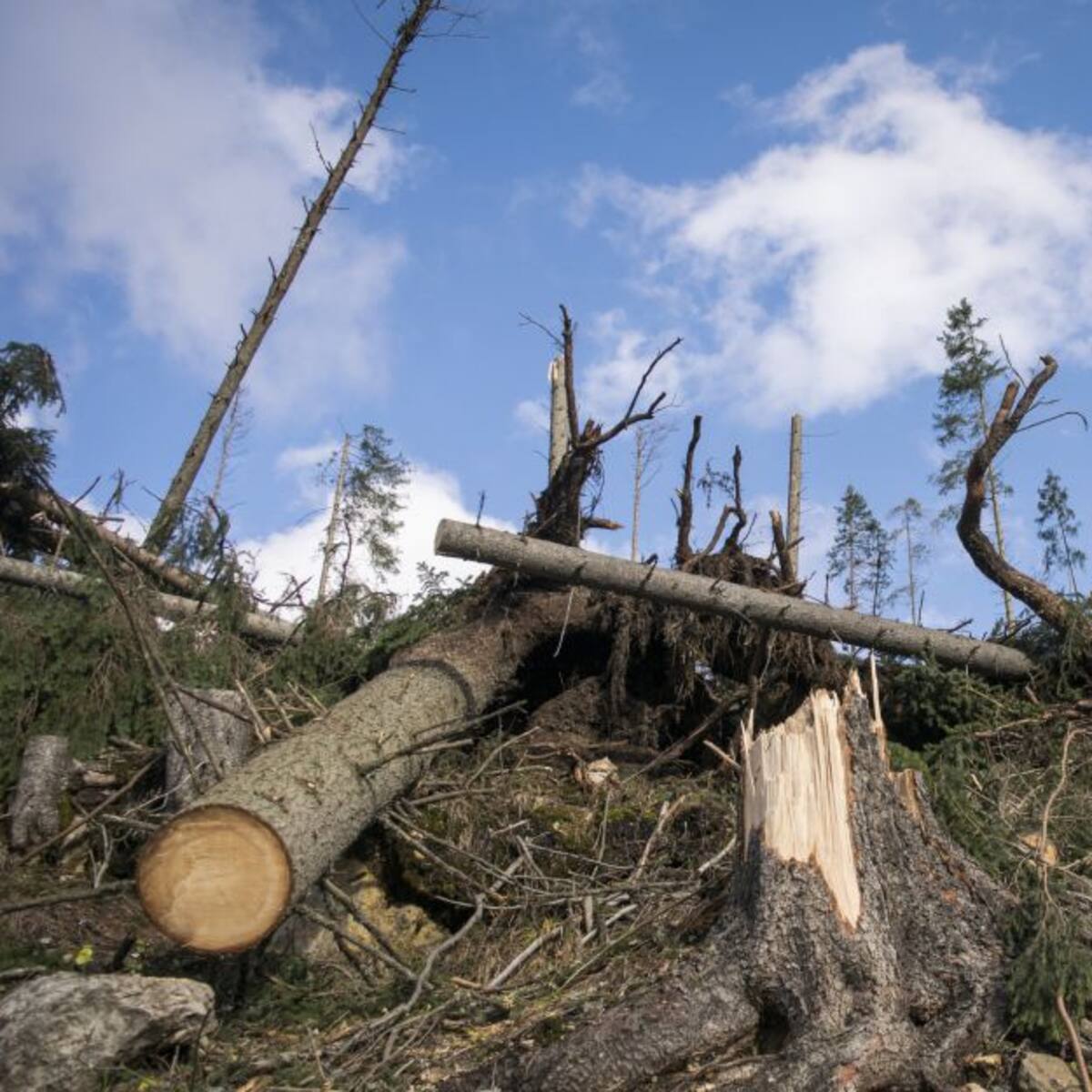 Por Ecocidio fue capturado y judicializado un adulto mayor en Boyacá