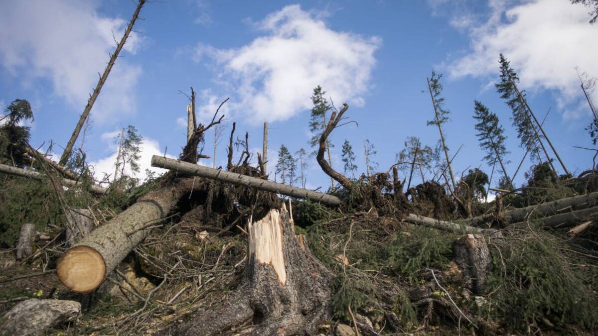 Alerta para detener la deforestación en la Amazonía