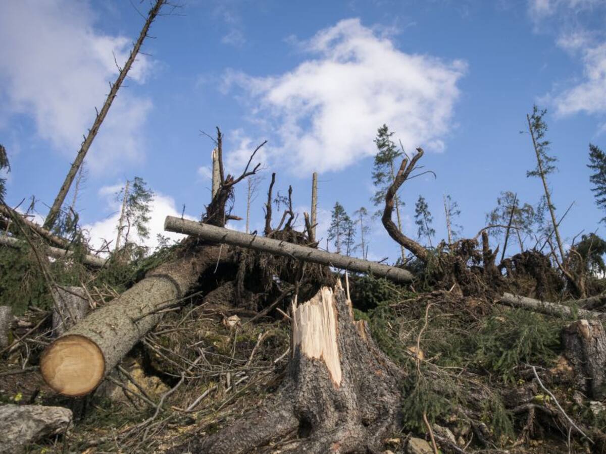 Piden a U. Europea crear ley contra la deforestación que proteja indígenas