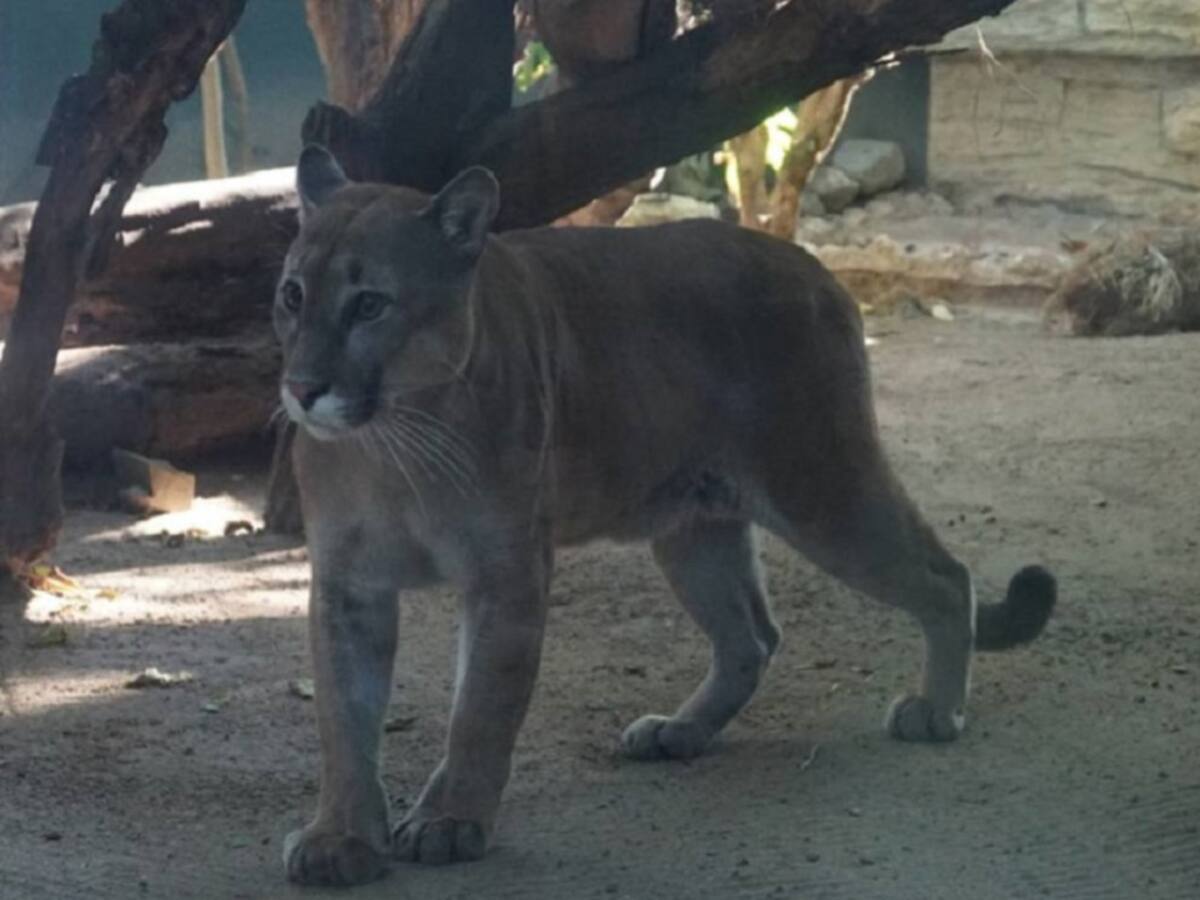 Puma rescatado en Norte de Santander llega al Zoológico de Barranquilla