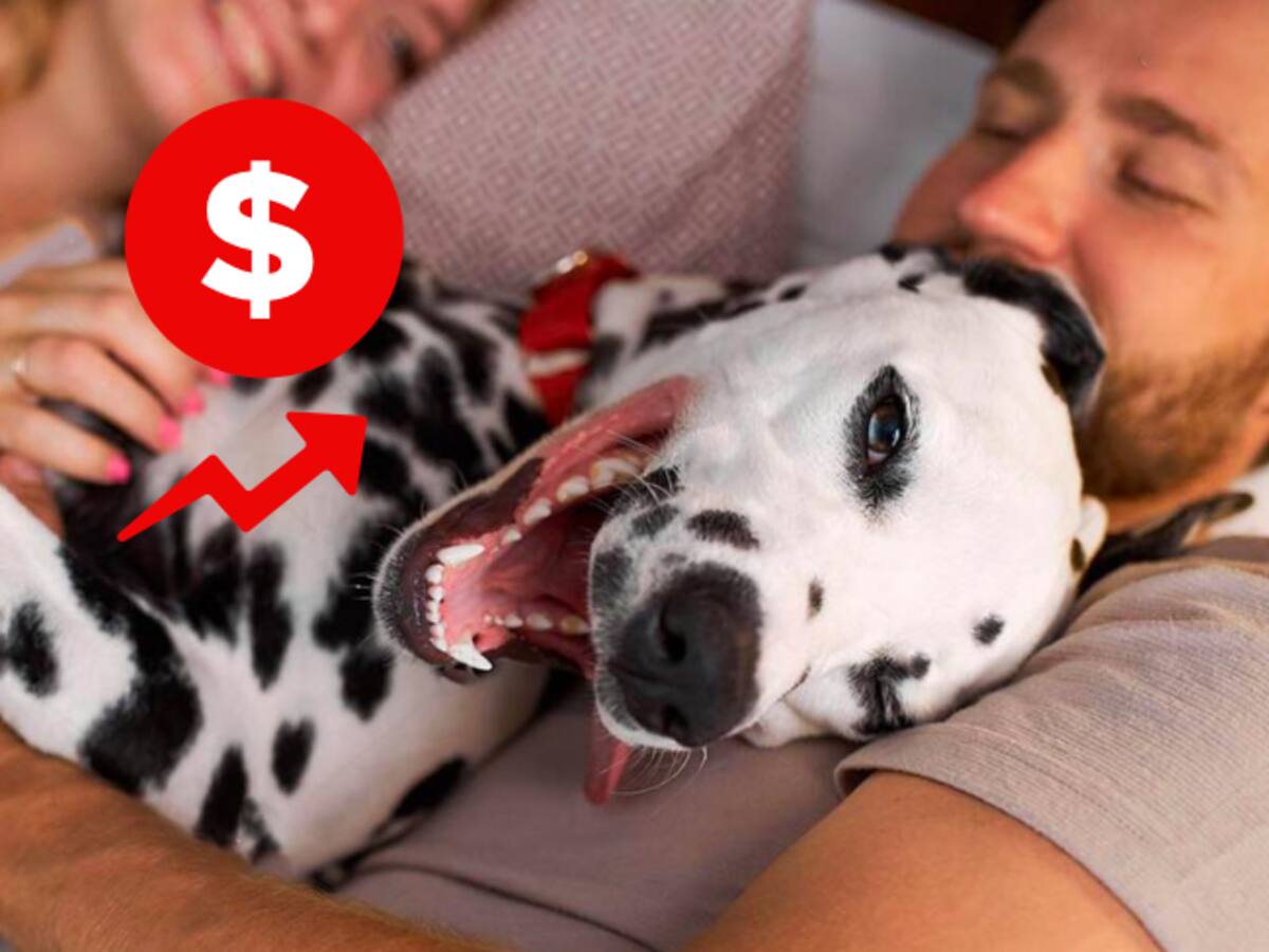 Mascotas: aumentó la tenencia de mascotas y la inversión para su cuidado en Colombia