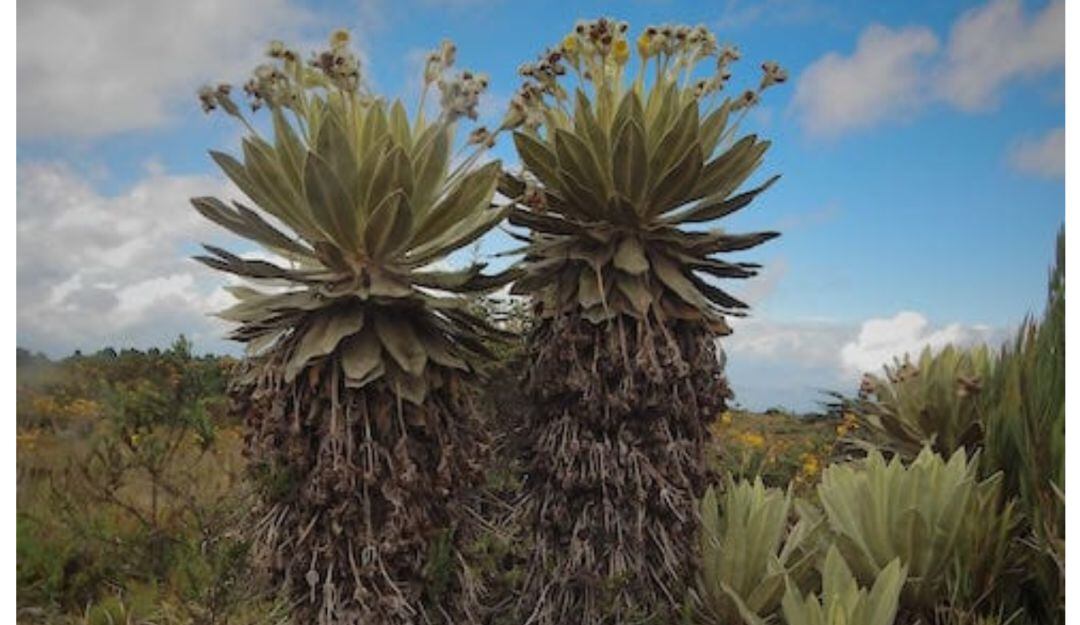 Nueva especie de frailejón Espeletia saboyana