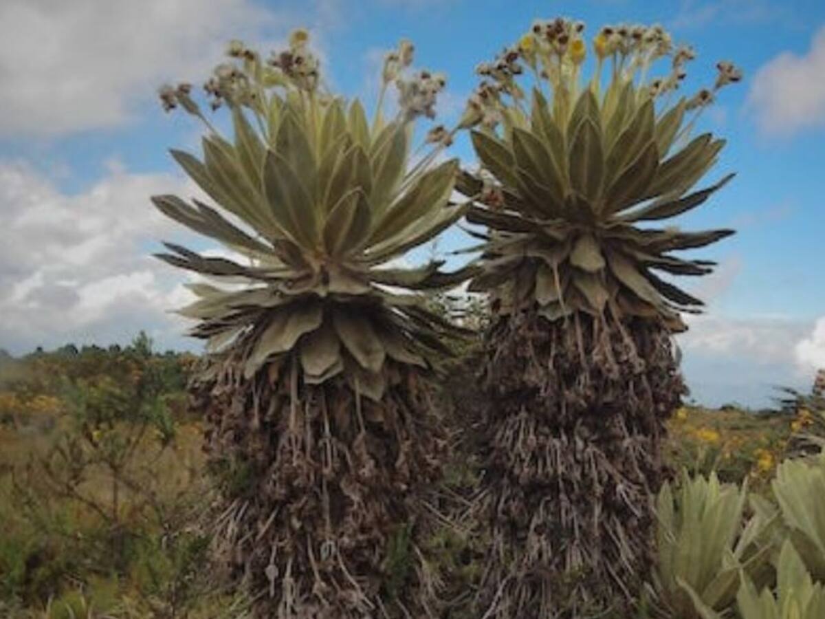 En el páramo de Saboyá se encontró una nueva especie de frailejón