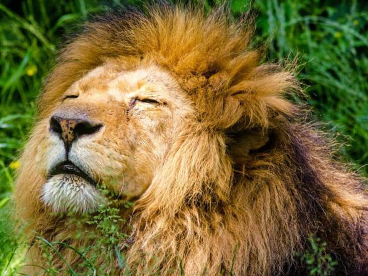 Los 33 leones ‘salvados’ en Colombia y Perú ya son casi libres en Sudáfrica