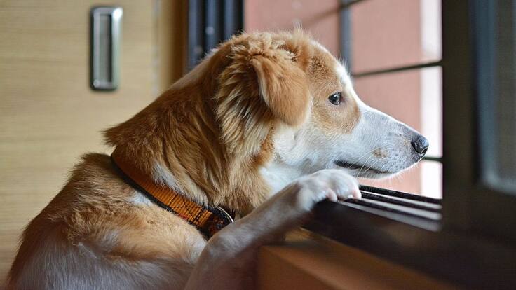 Programa Mascotas Caracol 8 de enero 2022