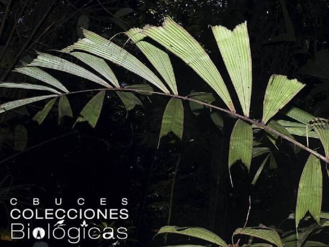 Descubren palma en Colombia, pero ya está en peligro de extinción