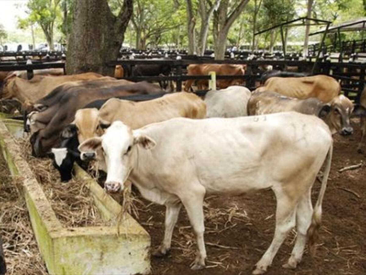 Fedegan está preocupada por el incremento del abigeato en el país