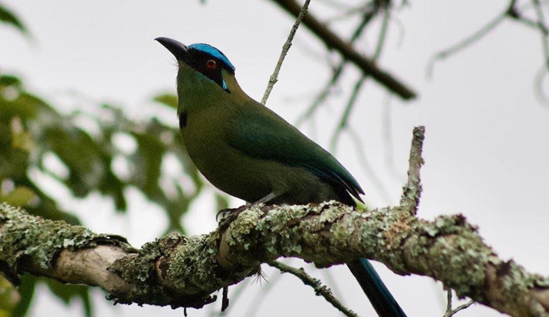 El barranquero o barranquillo coronado, una de las aves tradicionales en el Quindío