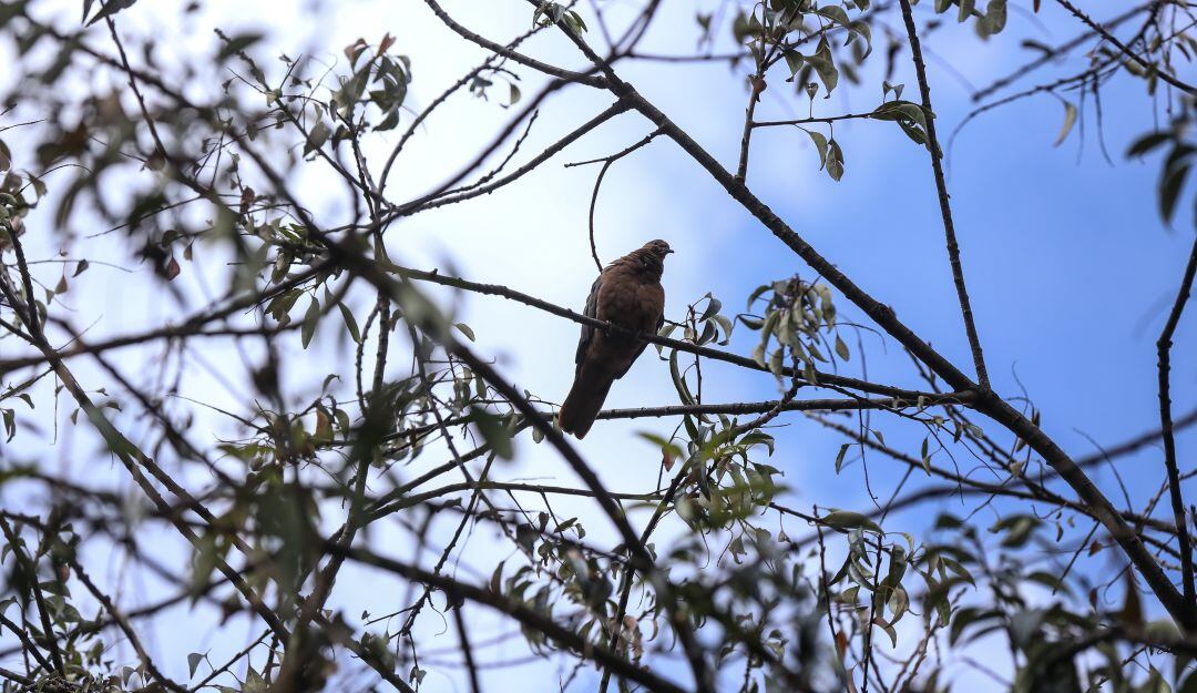 El proyecto no fue votado en las Comisiones Segundas conjuntas