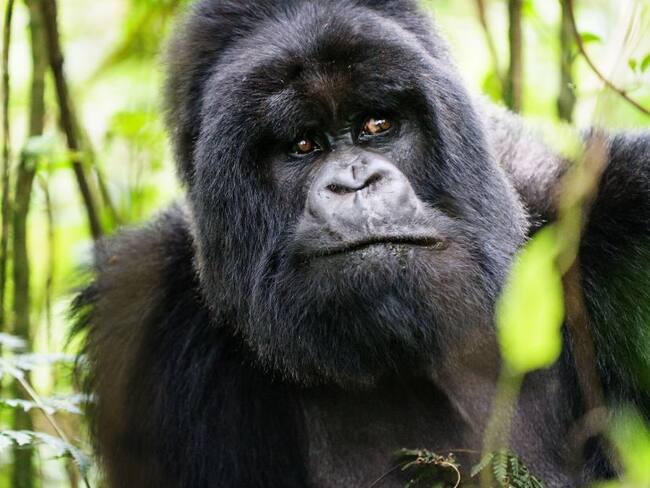 Con cámara escondida graban a gorilas “cantando” mientras comen
