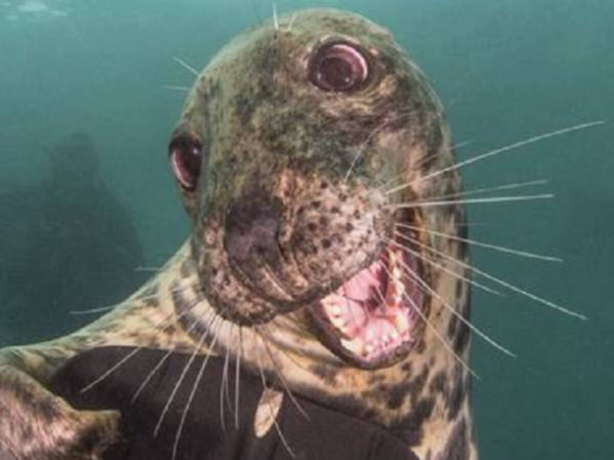 La fotografía de la foca que se llevó una medalla de oro