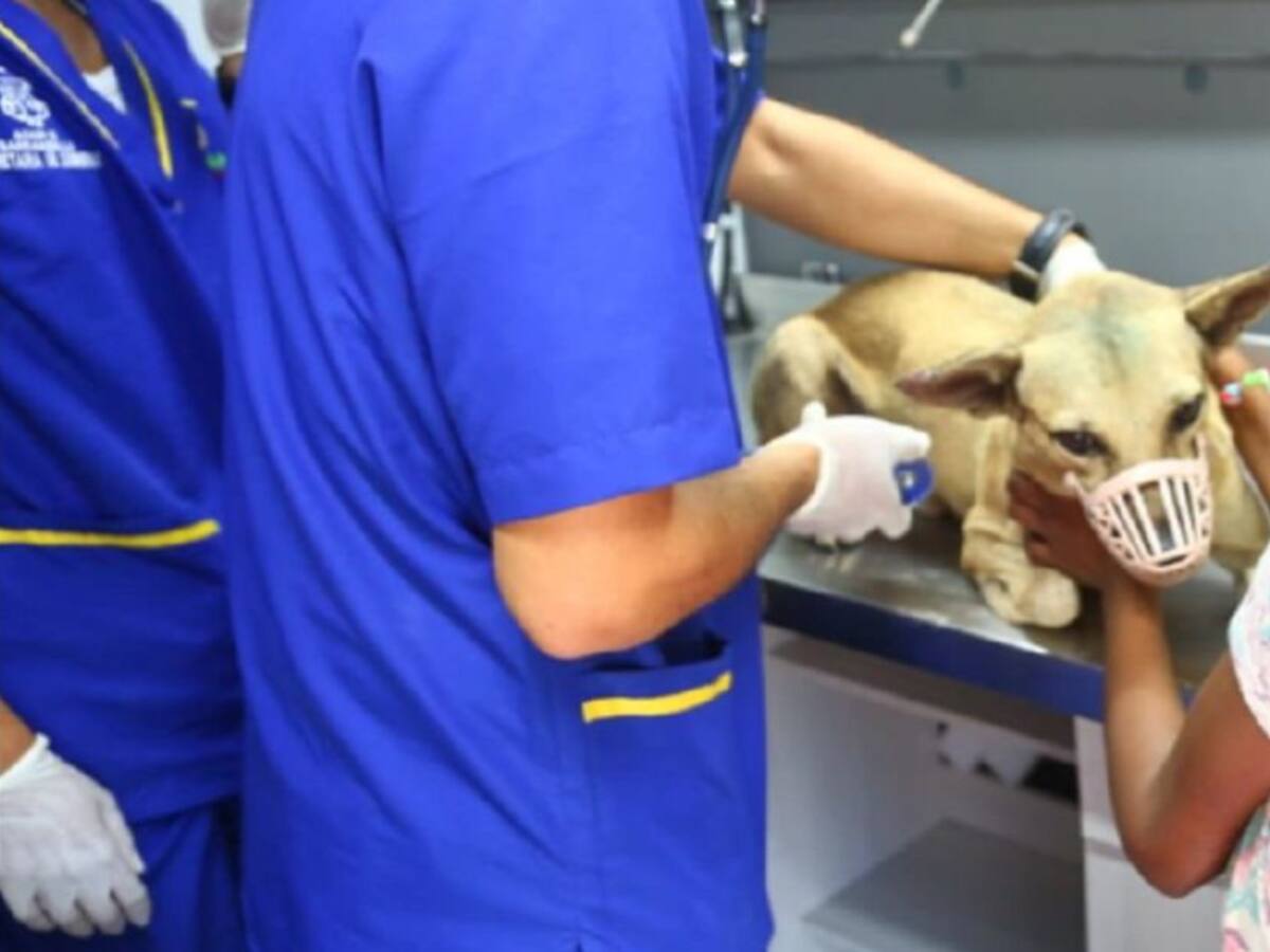 Barranquilla tendrá Centro de Bienestar Animal