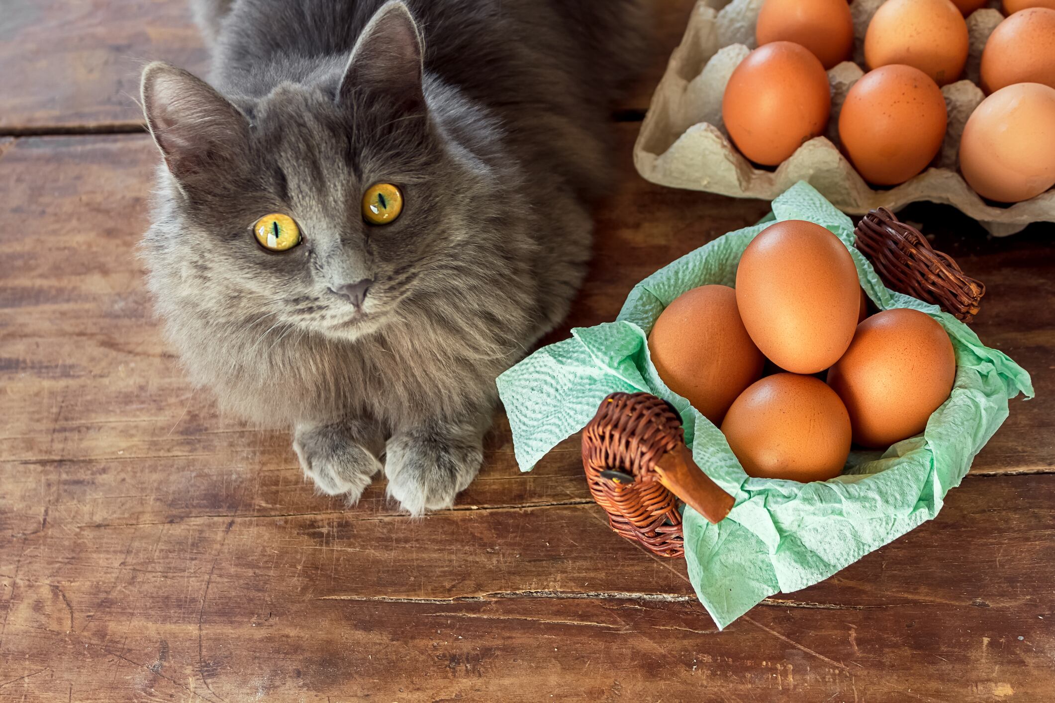 Gato cerca a los huevos, foto de referencia // GettyImages