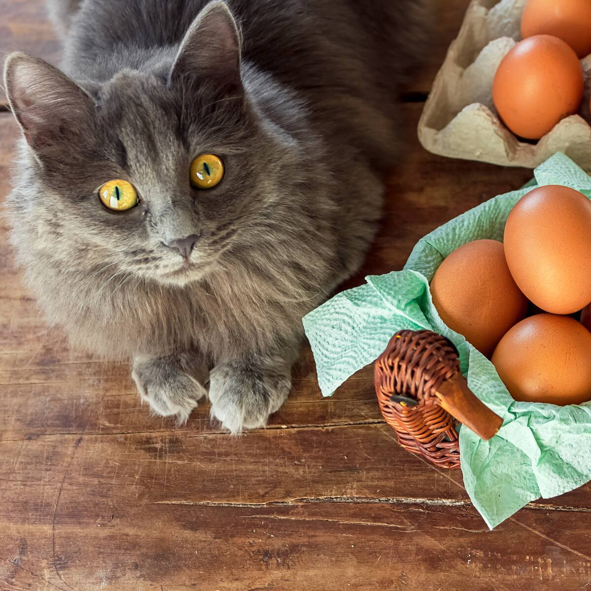¿Es recomendable darle huevo a un gato? Esto dicen expertos al respecto