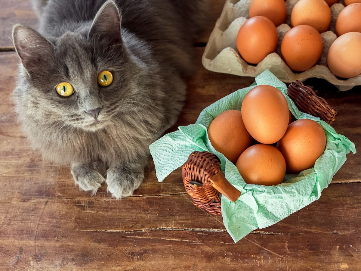¿Es recomendable darle huevo a un gato? Esto dicen expertos al respecto