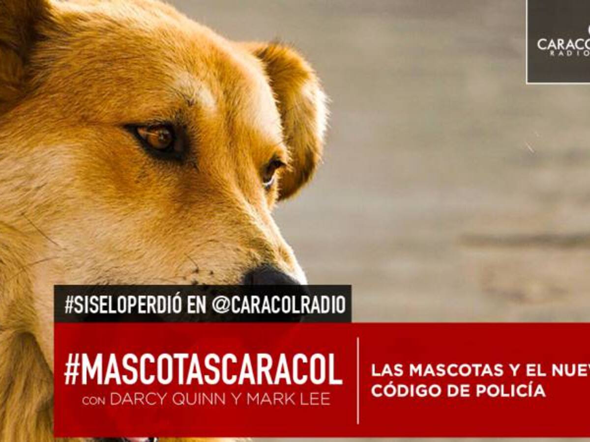 Las mascotas y el nuevo código de Policía